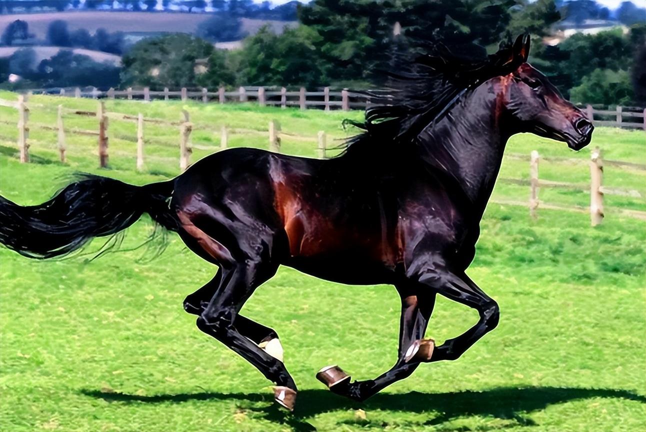 回顾世界上名贵的前5大名马,汗血马居然排不进前二?第一名价值4亿