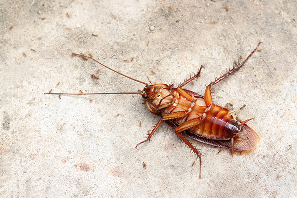 家里发现有蟑螂出没,我们该怎么采取措施