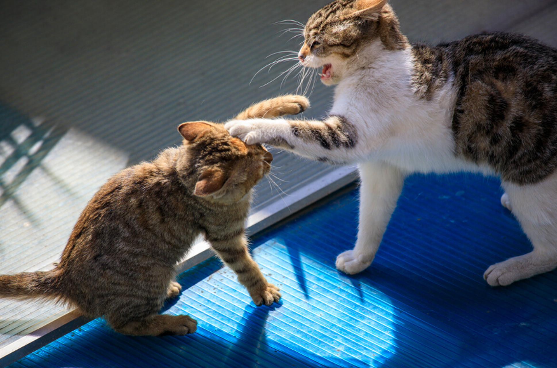 两只猫对峙图片