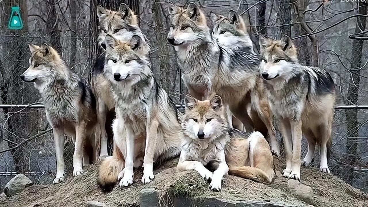 回顾:64年勘测队突遇狼群,战士心软投喂食物,头狼带群狼前来报恩