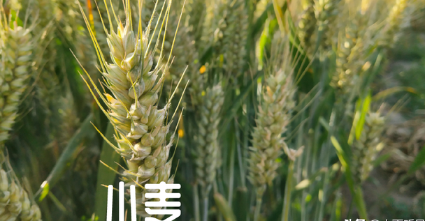 表现优秀的两个小麦新品种,圣麦127与胜麦127,了解一下吧