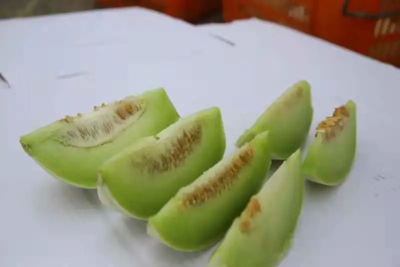 吃瓜选手,金山首批"蜜天下"甜瓜上市!皮薄肉厚甜到醉