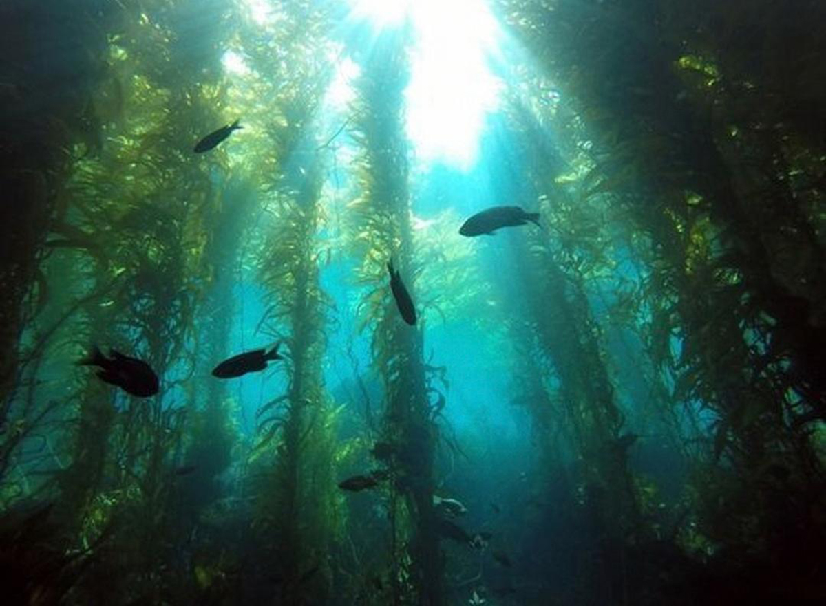 450万平方千米的马尾藻海,有多恐怖?为何被科学家称为海上坟场
