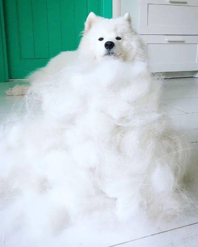 这几招,教你如何应对萨摩耶掉毛