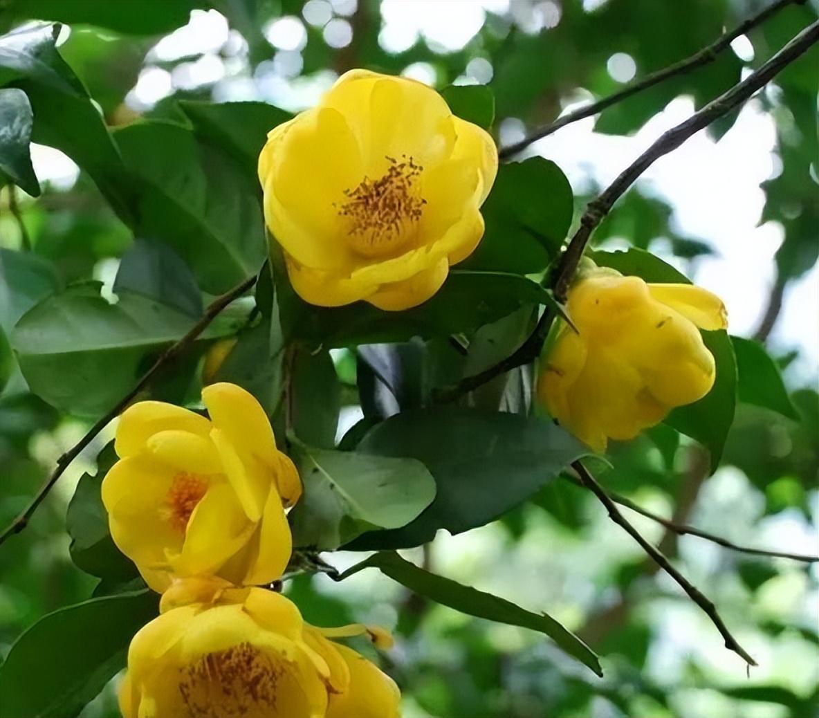 茶族皇后金花茶:我国珍稀植物里的颜值担当!泡茶煮汤效果佳