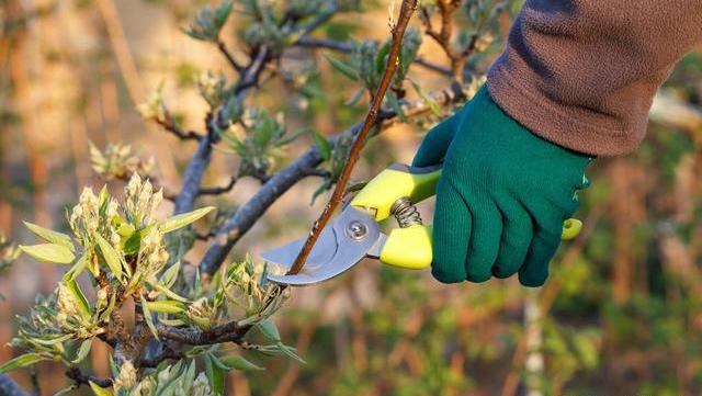 梨树的修剪整形,可以完善树体的结构,调节生长和结果的平衡关系