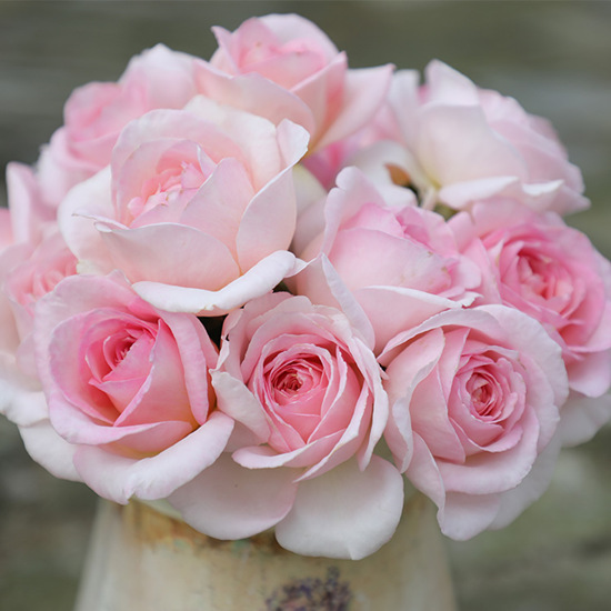 国月系列品种——粉黛