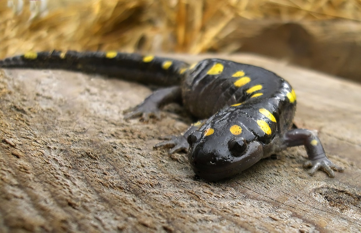十大拥有再生能力的动物