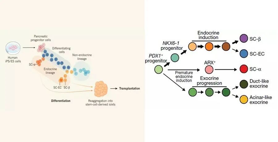 幹細胞在糖尿病領域展望:mscs到ipscs,再生醫學的自我顛覆之路