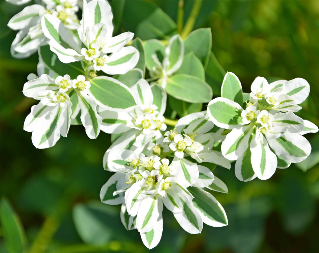 高山积雪又称"叶上白",花不开在枝头,而是开在叶面上