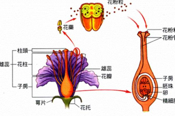 人类为何非要男女交配才能生育?难道无性生殖不是更方便吗?