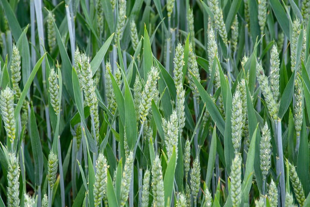 安农大1216小麦品种