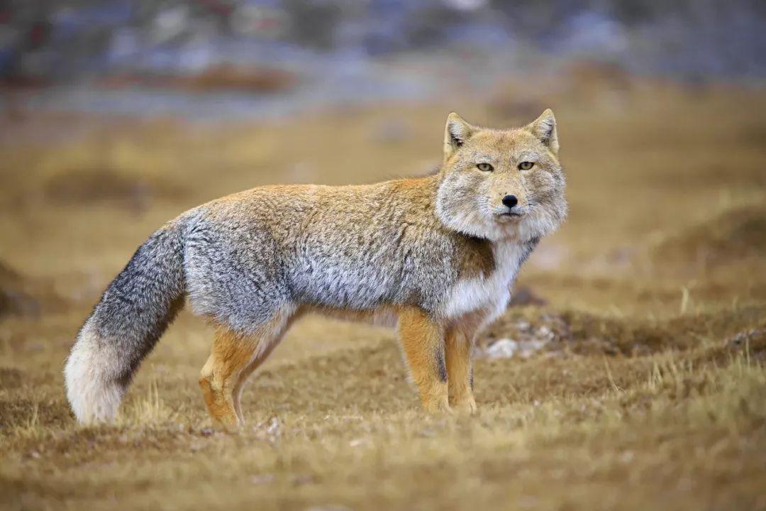 长相最欠揍的动物:这又没人,随便长长咋地啦!