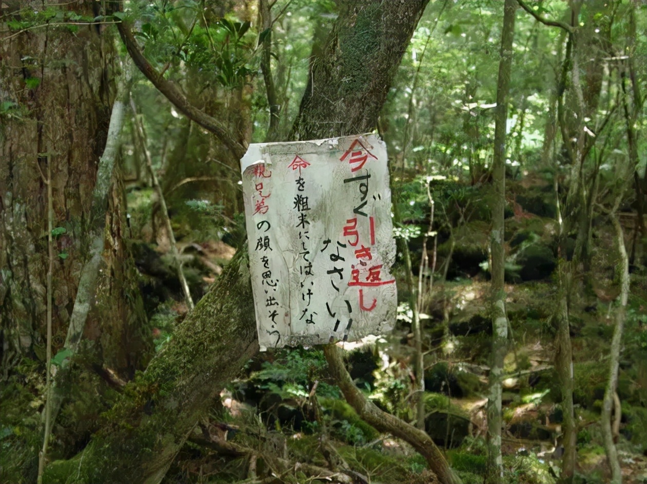 青木原树海死者图片