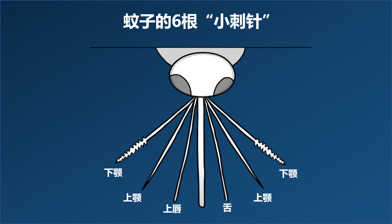 被咬了20多年,才知道蚊子最大的天敌,竟不是蚊香?终究是错付了