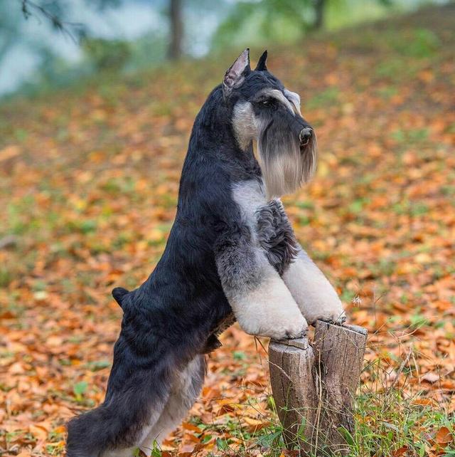 为什么越来越多人养雪纳瑞?养了之后,就看不上其他狗了