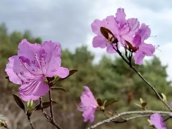 杜鹃花（杜鹃花怎样养护） 第3张