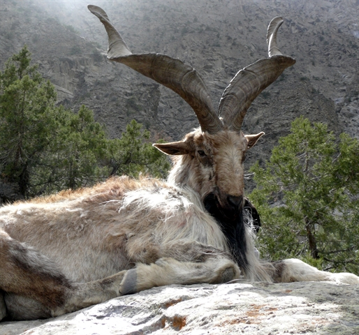 螺旋角山羊,在100万人民币一只的狩猎许可中,得到保护