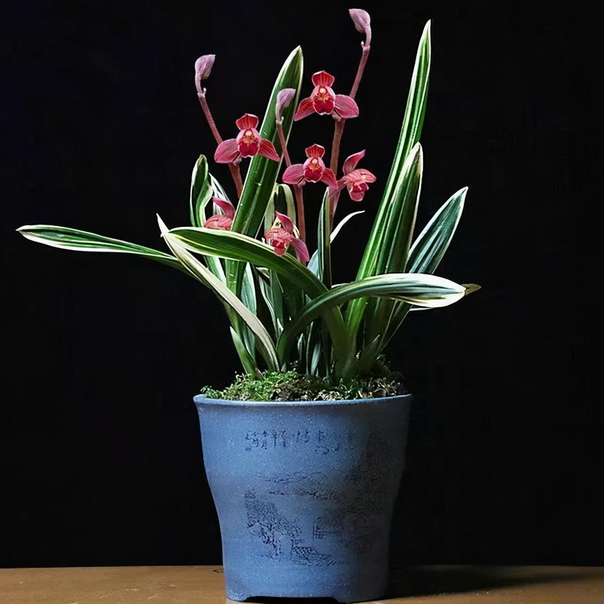 不容错过的精品兰花"红神荷",红花荷瓣,金边叶艺,花艺双馨