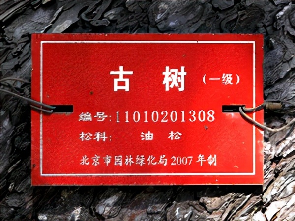 一级古树标牌