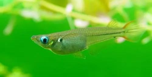 食蚊鱼要怎么养?