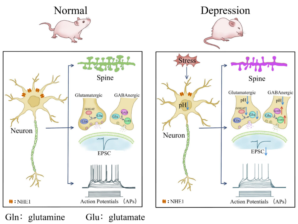 抑郁症相关神经元突触可塑性损伤新机制