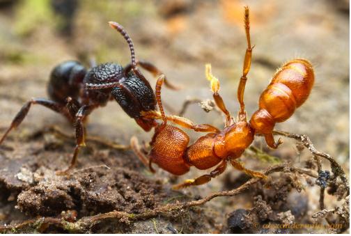 "蚂蚁"会打架吗?会,而且动不动打群架,蚂蚁你了解多少呢?