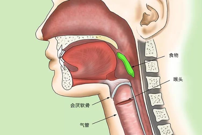 食管与气管的位置关系图片