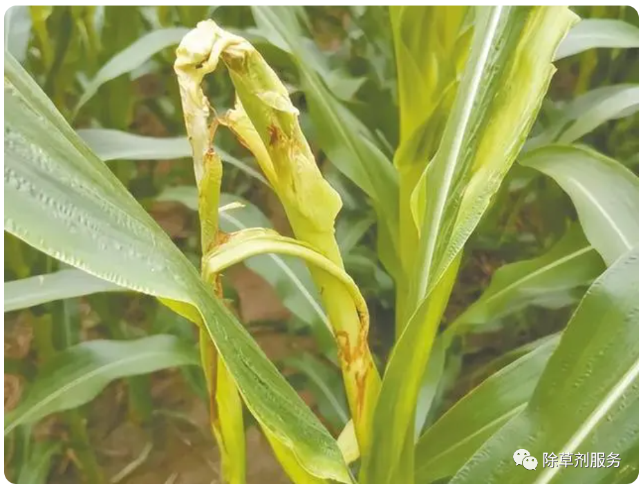 玉米顶腐病防治方法介绍