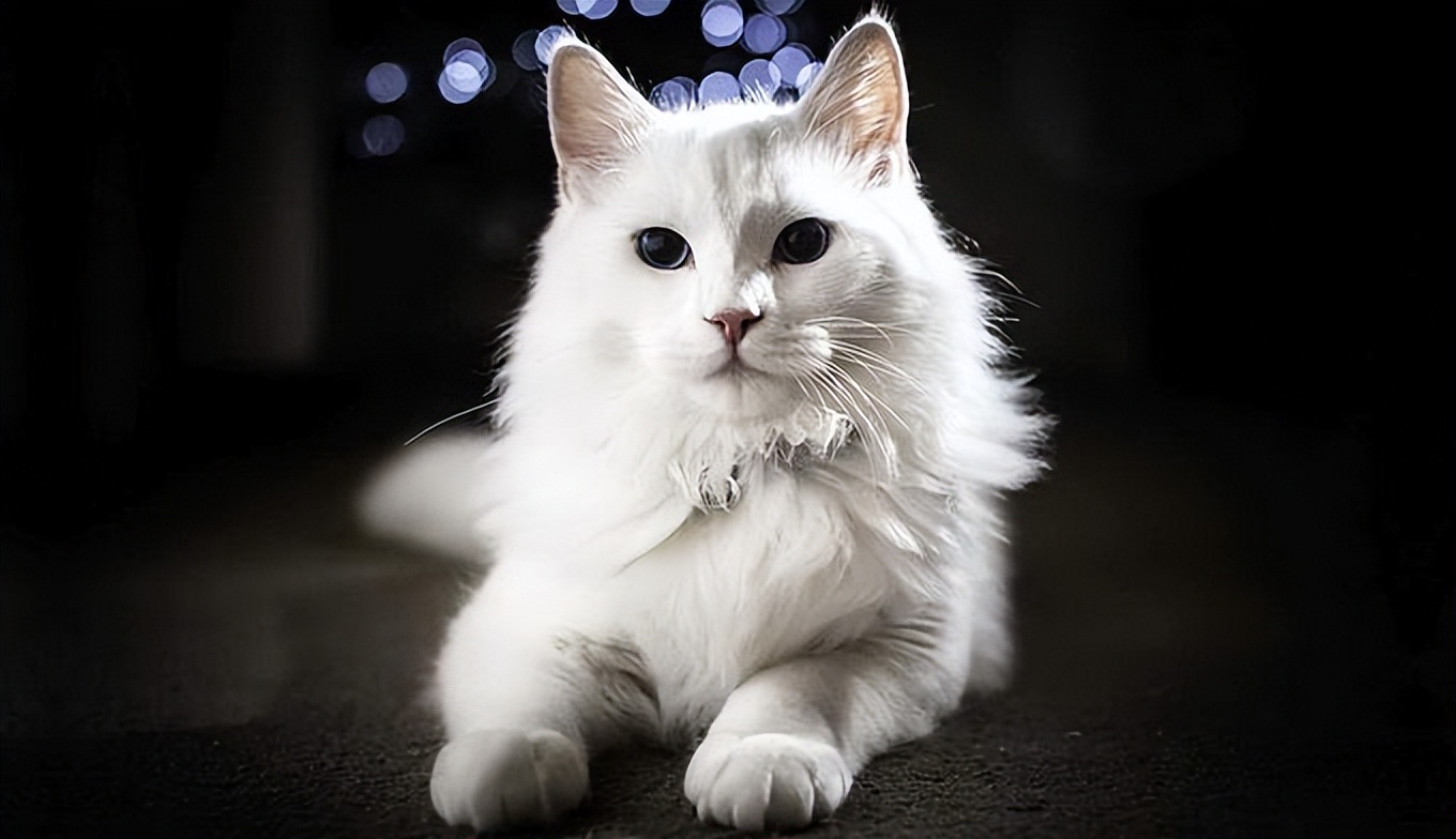 最古老的长毛猫咪品种之一——土耳其安哥拉猫!