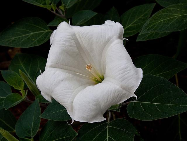 夕颜花的花语和寓意是什么?