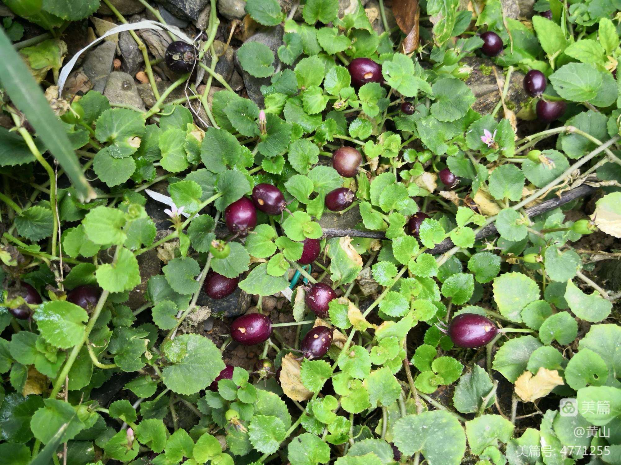 农村稀少植物铜锤玉带草,人称万能解毒王,它用途很广泛认识吗?