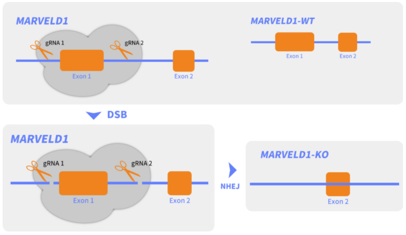crispr/cas9基因敲除技术