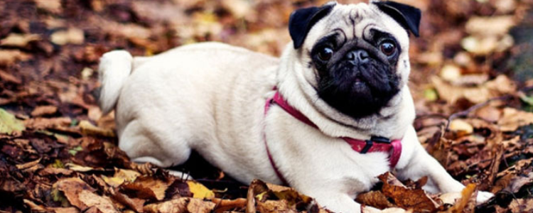 斗牛犬和八哥犬有什么区别?你能正确分辨吗?