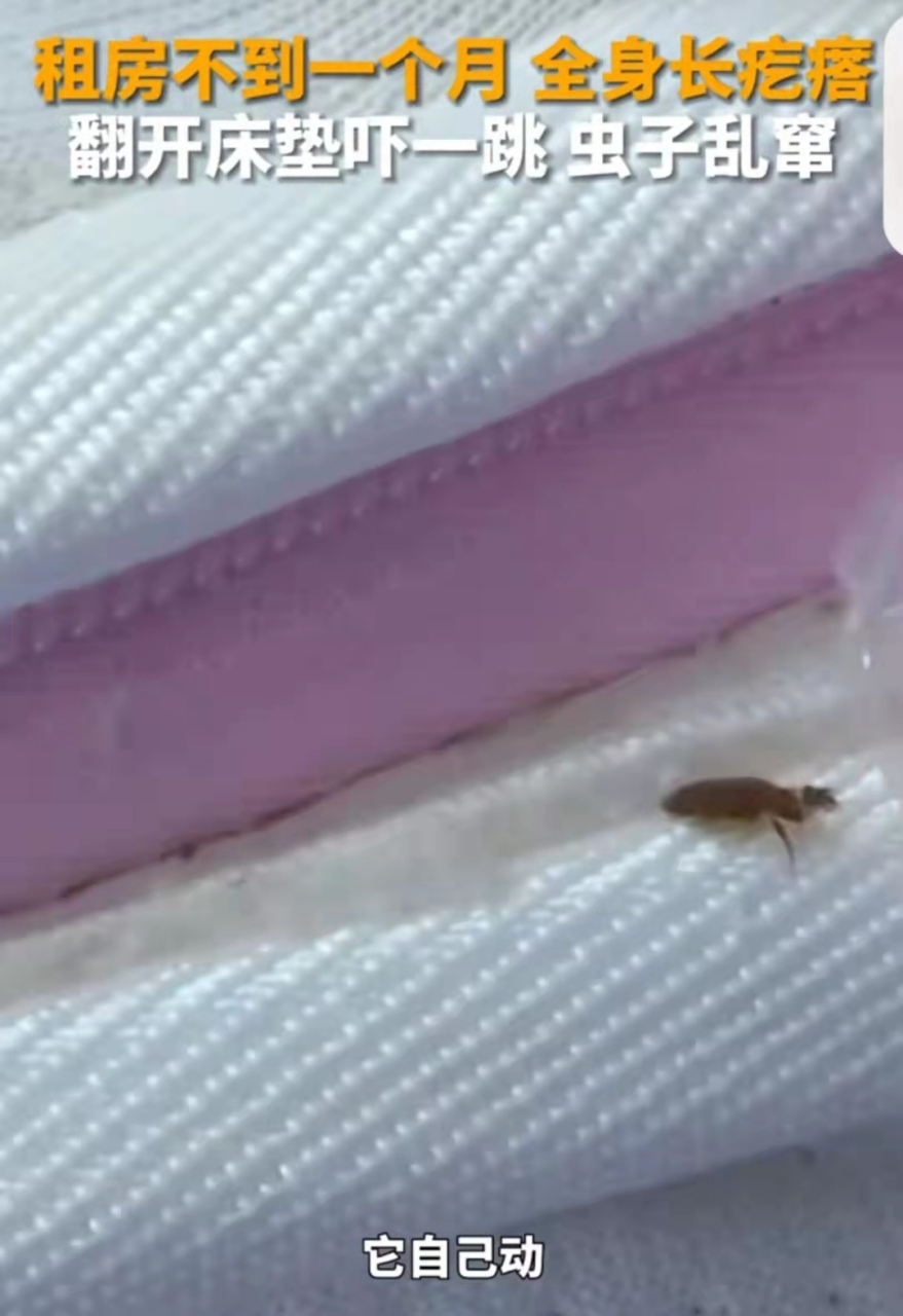和孩子的身上长满了红疙瘩,后来她才发现这是因为床垫里有臭虫引起的