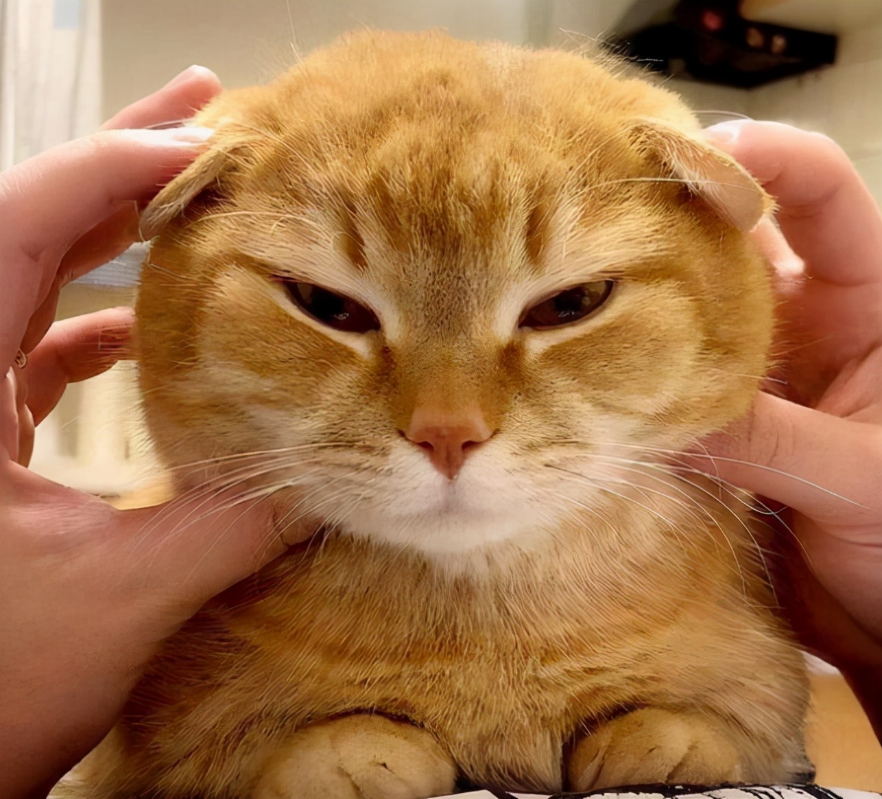 猫咪的头不能随便撸,它会觉得没那么简单
