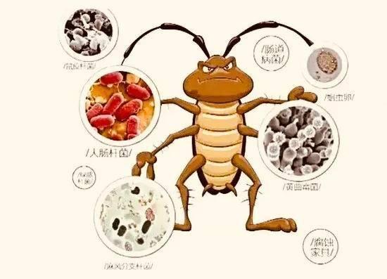 九成人不知"蟑螂天敌"是啥?房里放1个"它":蟑螂"消失了"