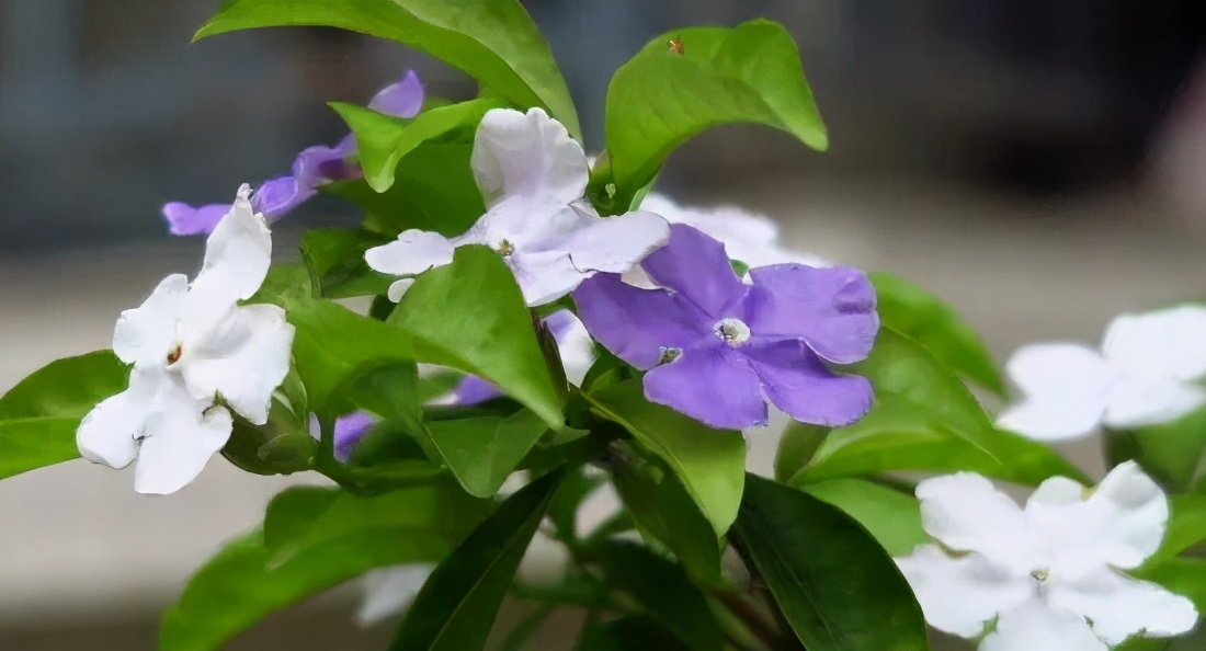 比较适合家庭种植,并且花开有两种颜色的它——双色茉莉