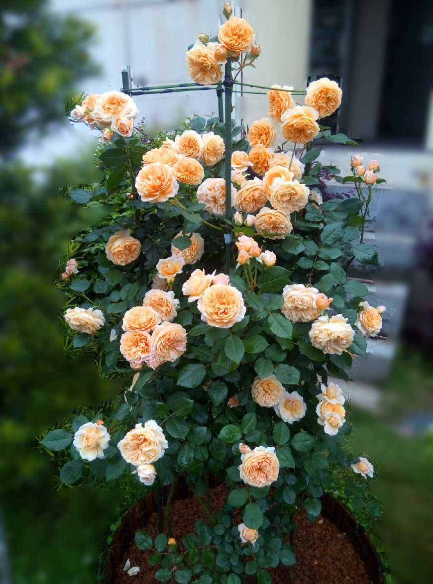 玛格丽特王妃——制作花墙的"利器",丰花勤花,南北都能种
