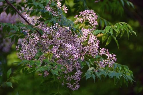 农村叫做"羊屎蛋"的树,果实能做手串还不生虫,为啥现在变少了