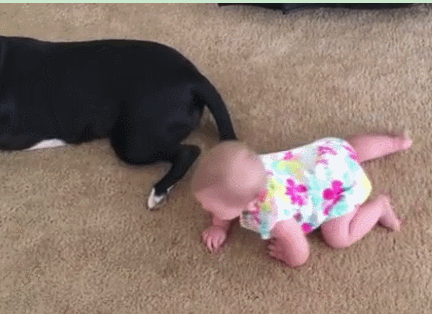 小婴儿的身材没有"黄金比例",家长不必担心,"小短腿"会逆袭