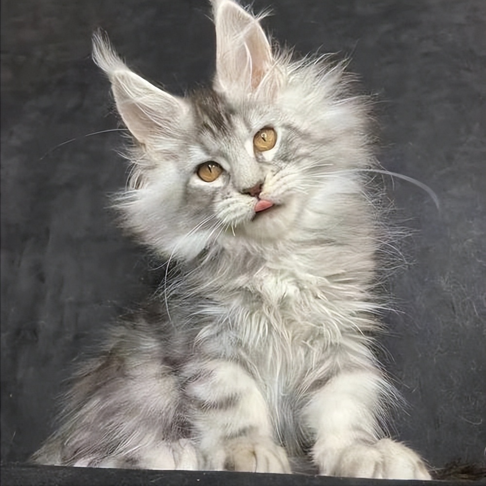 盘点八种"大体型"宠物猫:缅因布偶上榜!大橘:有礼貌但不多!