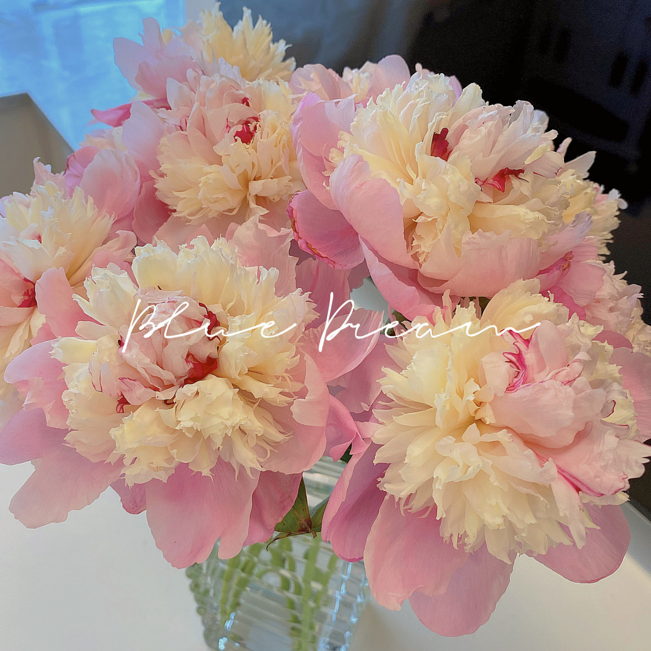 胭脂点玉.超好看的一款芍药.