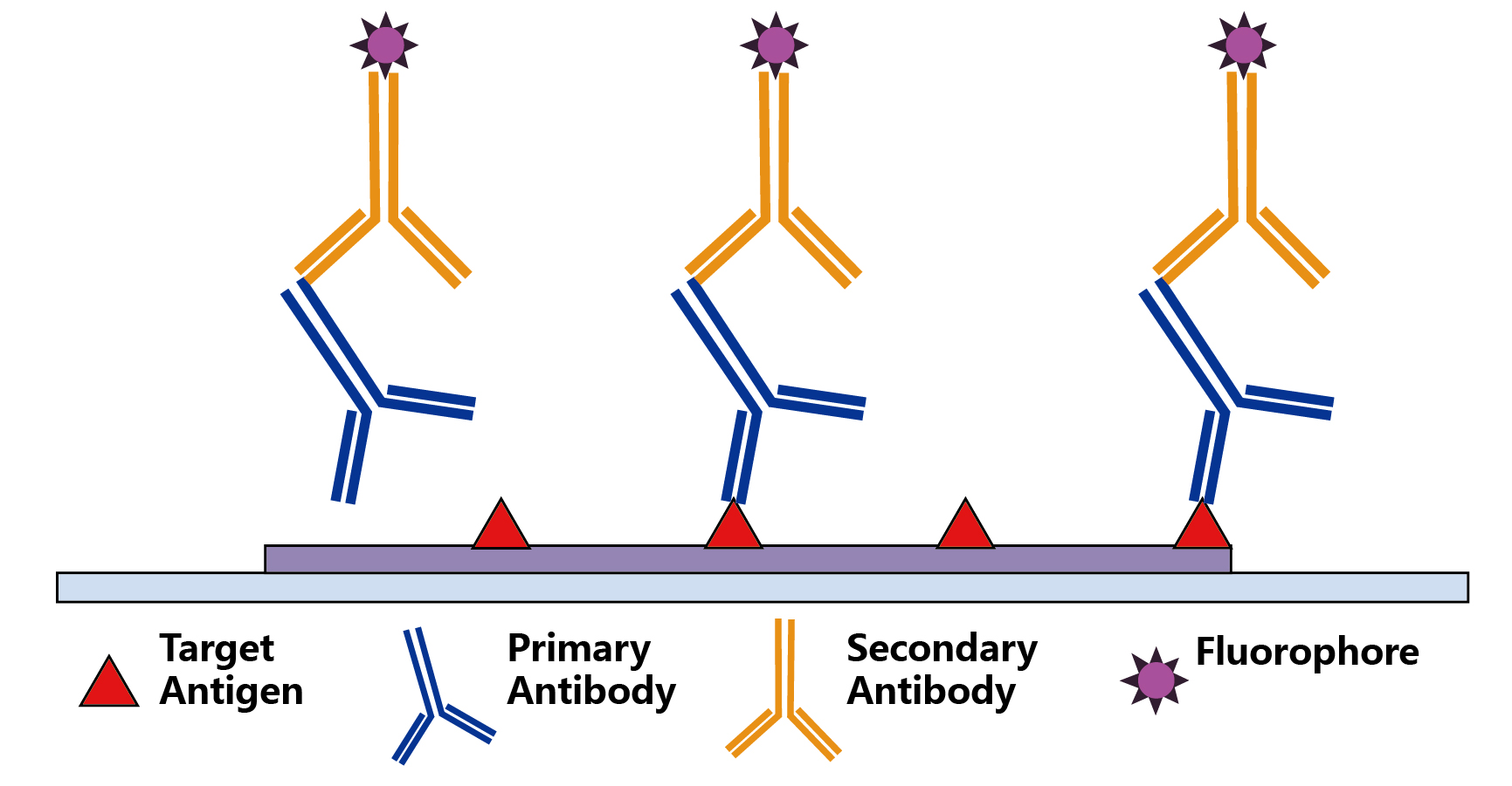 免疫荧光技术怎么做?