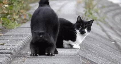 为什么有不少老人说不能捡猫咪?原因有6个