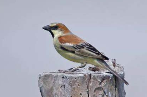 家雀儿是什么鸟?