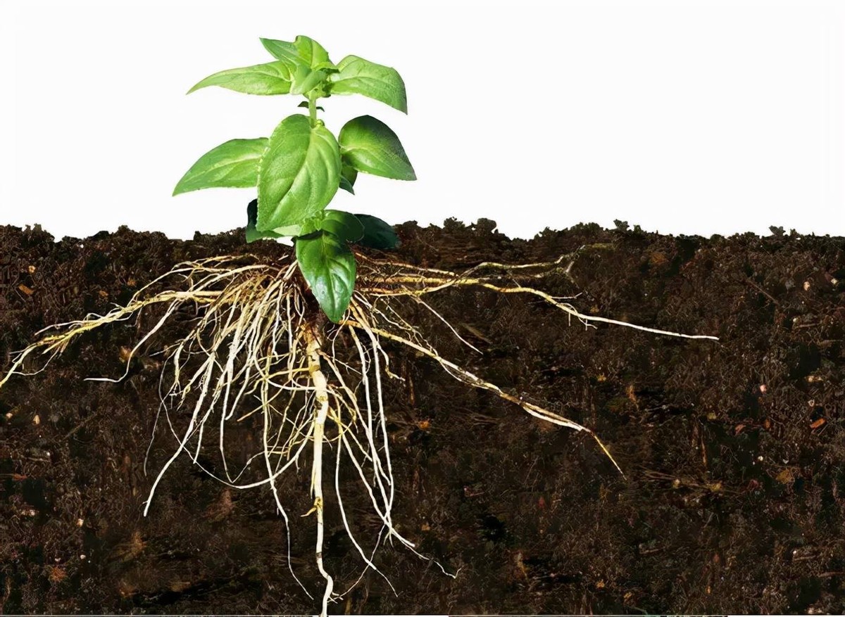 农作物出现萎现象与根部生长有关,做好促花保果提高品质