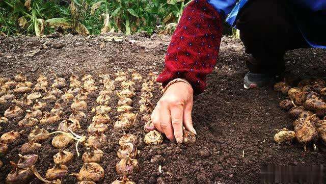 荸荠高产种植技术 - 2020年最新商品信息聚合专区 - 百度爱采购