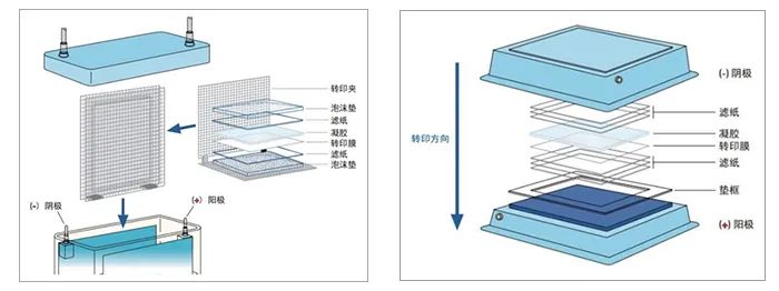 天能ve-586转膜丨western blot全面解决方案