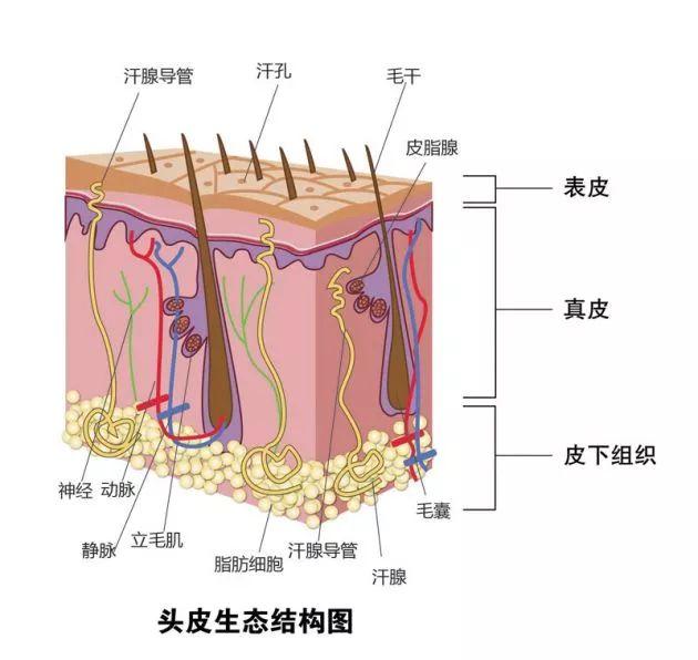 头发爱出油的原因(解决头发爱出油的小妙招)